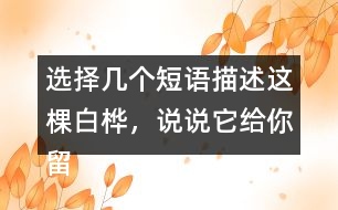 選擇幾個短語描述這棵白樺，說說它給你留下了怎樣的印象