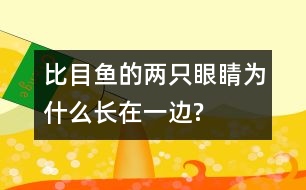 比目魚的兩只眼睛為什么長(zhǎng)在一邊?