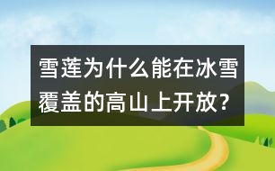 雪蓮為什么能在冰雪覆蓋的高山上開放？