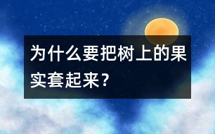 為什么要把樹上的果實(shí)套起來？