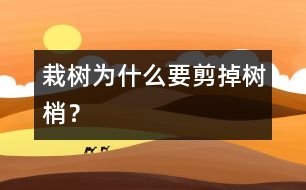 栽樹為什么要剪掉樹梢？